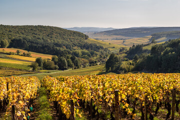 Fototapeta na wymiar Paysage Bourguignon de vignes en automne au climat de Bourgogne Sur Herbeux, Pernand-Vergelesses, Bourgogne, France