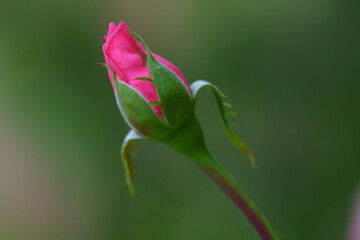 Dark pink rose bud on pale green background. Pink rose in a garden