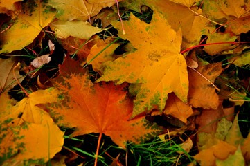 Nature - the material world of the universe, in essence - the main object of study of the natural sciences. In everyday life, the word 