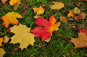 Nature - the material world of the universe, in essence - the main object of study of the natural sciences. In everyday life, the word 