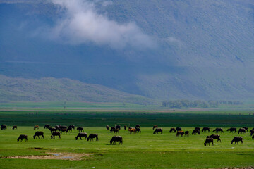 Herd of buffaloes. cows and buffaloes grazing on the plateau.