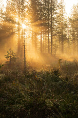 autumn sun through trees and mist
