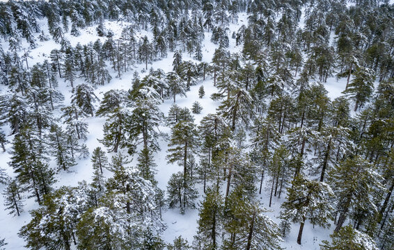 Drone aerial scenery of mountain snowy forest landscape covered in snow. Wintertime photograph