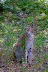 lynx in the grass