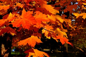 Nature - the material world of the universe, in essence - the main object of study of the natural sciences. In everyday life, the word 