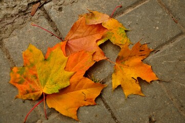 Nature - the material world of the universe, in essence - the main object of study of the natural sciences. In everyday life, the word 