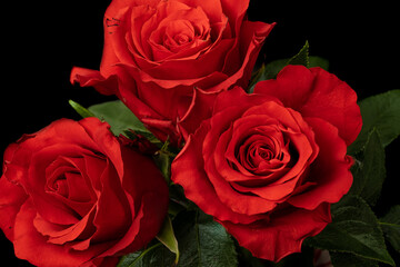 Red roses on black background  © Norbert
