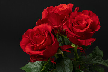 Fototapeta Red roses on black background  obraz