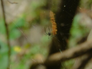 Small Black Spider Spins a Web in a Tropical Environment in Florida