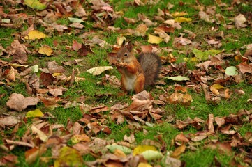 Fototapeta premium Nature - the material world of the universe, in essence - the main object of study of the natural sciences. In everyday life, the word 