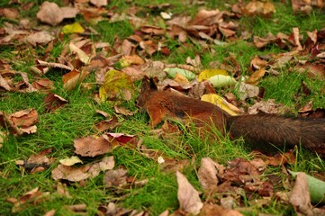 Nature - the material world of the universe, in essence - the main object of study of the natural sciences. In everyday life, the word 
