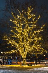 Beautiful big real branches of an old oak tree decorated and illuminated with yellow lights in a...