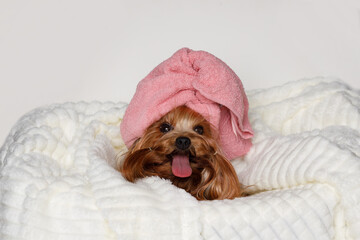 Just washed yorkie in bathrobe on gray background. Portrait of cute puppy yorkshire terrier. Little smiling dog after bath wrapped in pink towel.
