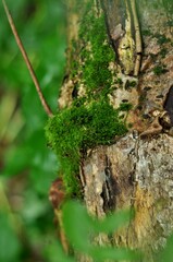 Nature - the material world of the universe, in essence - the main object of study of the natural sciences. In everyday life, the word 