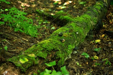 Nature - the material world of the universe, in essence - the main object of study of the natural sciences. In everyday life, the word 