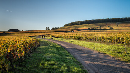 Naklejka premium Route entre les climats de Bourgogne Les Chaillots et les Valozières, Aloxe-Corton, Bourgogne, France