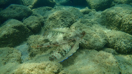 Flying gurnard or helmet gurnard (Dactylopterus volitans) undersea, Aegean Sea, Greece, Halkidiki