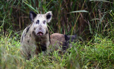 Fototapeta Wild boar in the natural environment of nature. obraz