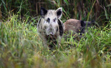Fototapeta Wild boar in the natural environment of nature. obraz