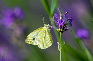 Żółty motyl spijający nektar kwiaty lawendy rozmyte tło - obrazy, fototapety, plakaty