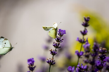 Jasny motyl bielinek siedzący na lawendzie rozmyte tło	
