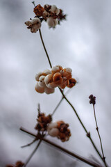 snow covered branches