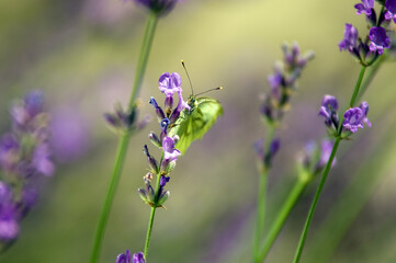 Jasny motyl bielinek siedzący na lawendzie rozmyte tło	
