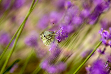 Jasny motyl bielinek siedzący na lawendzie rozmyte tło 
