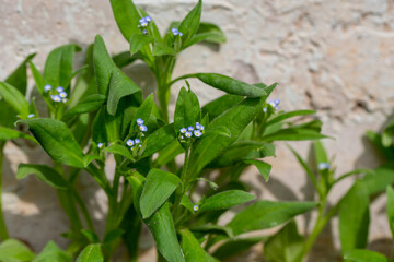 Myosotis arvensis growing on the foundation of a house. Blooming forget-me-not in sunny June