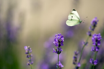 Jasny motyl Bielinek w locie nad lawendą