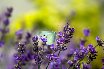 Jasny motyl bielinek siedzący na lawendzie rozmyte tło