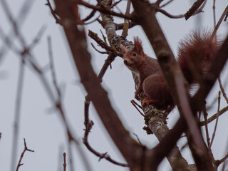 squirrel on a tree