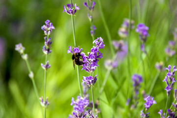 Trzmiel bąk pszczoła na kwiatach lawendy zbliżenie ujęcie z bliska - obrazy, fototapety, plakaty