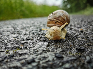 snail on the road