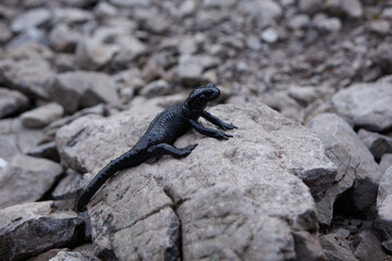 Alpensalamander (Salamandra atra) in den Hochalpen im Allgäu. 