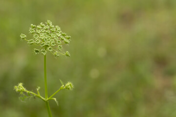 Fototapeta premium Young fennel seeds in the form of an umbrella on the background of a summer meadow.