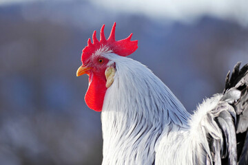 Hahn auf dem Misthaufen.