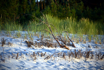Forest on sand