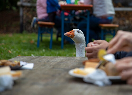 Eine Gans schaut auf den Tisch