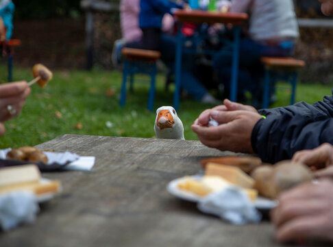 Eine Gans schaut auf den Tisch