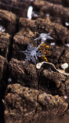 macro snowflake on wood
