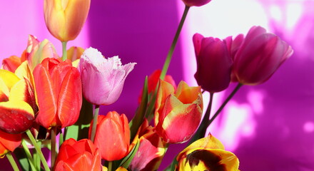 spring bouquet of colorful tulips close-up, spring flowers, flowers for a gift, festive spring background,