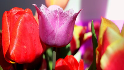 spring bouquet of colorful tulips close-up, spring flowers, flowers for a gift, festive spring background,