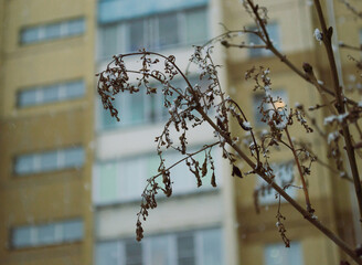 Close-up of a plant branch against the background of falling snow and windows of a residential building