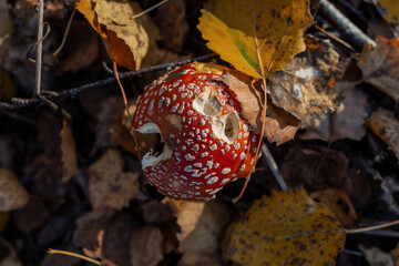 Autumn mushrooms