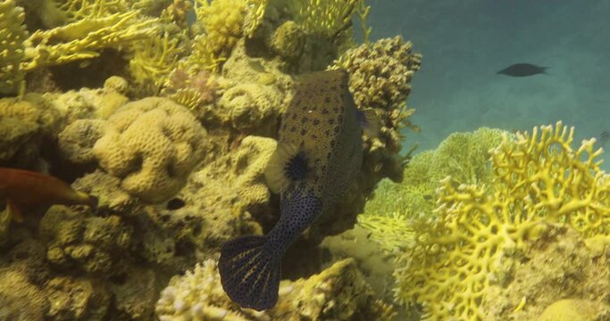 Blue Box Fish between the Coral Reef in the Red Sea 