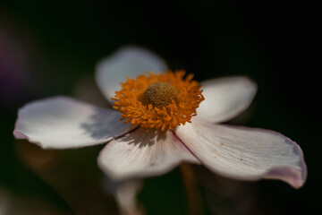 Fototapeta premium Beautiful white flower