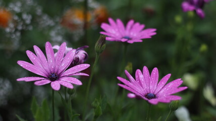 Obraz premium Beautiful purple flower