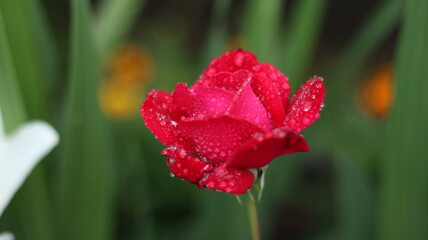 Obraz premium Red rose and dew