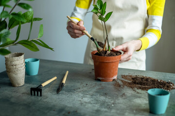 Woman replanting Zamioculcas flower in a new brown clay pot, the houseplant transplant at home